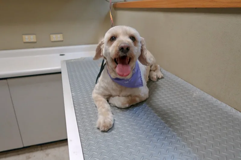 Resultado final de estética