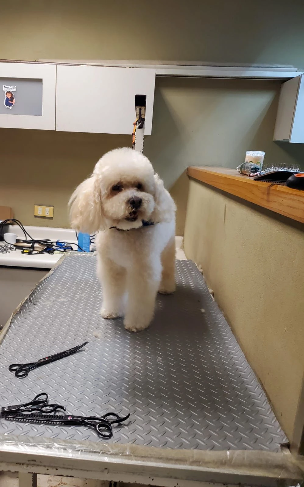 Resultado de estética canina