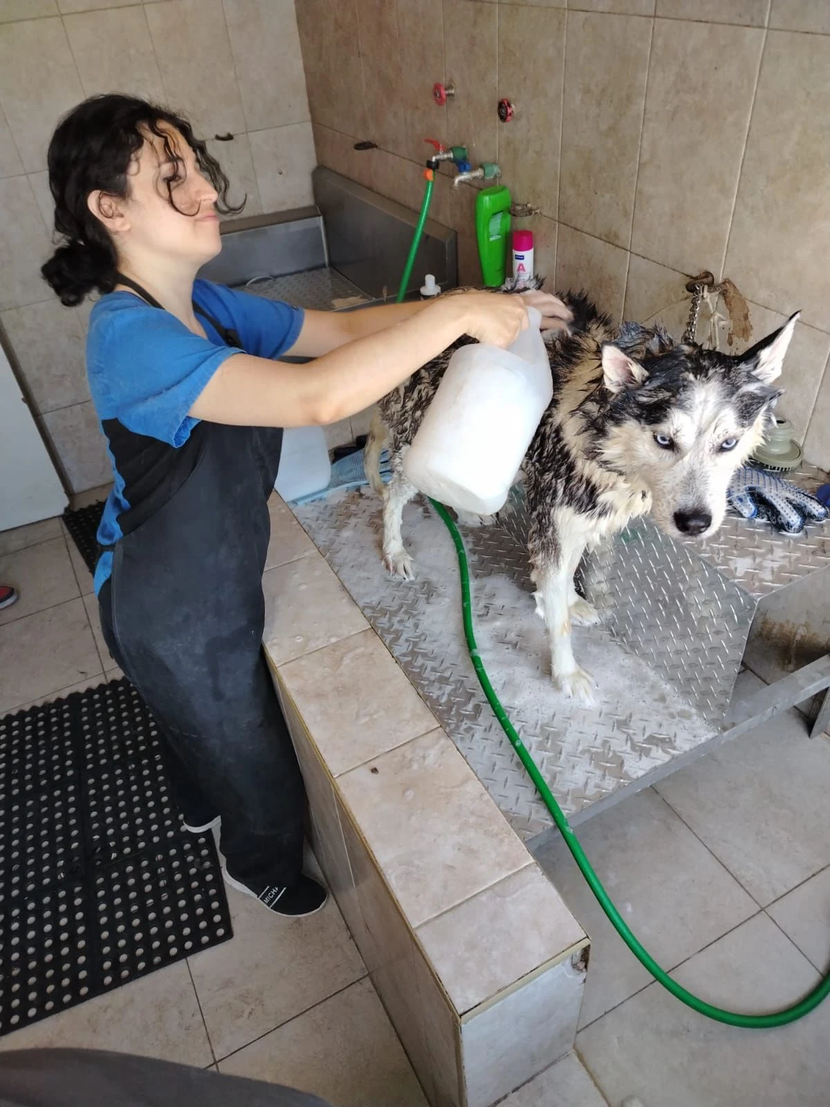 Baño de mascota