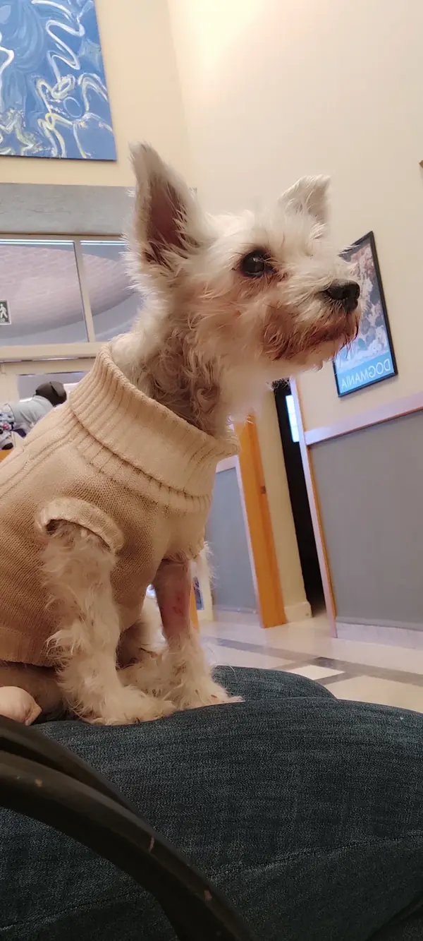 Perrito con suéter en sala de espera