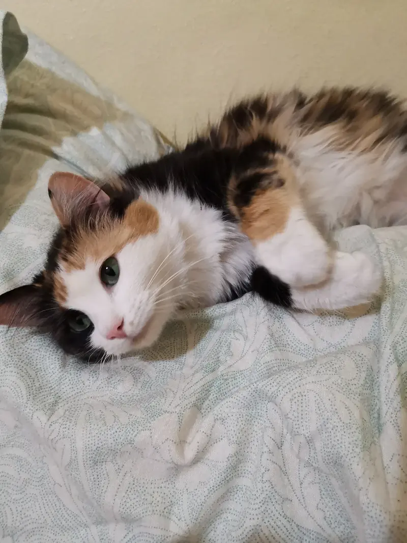 Gatita tricolor descansando en casa