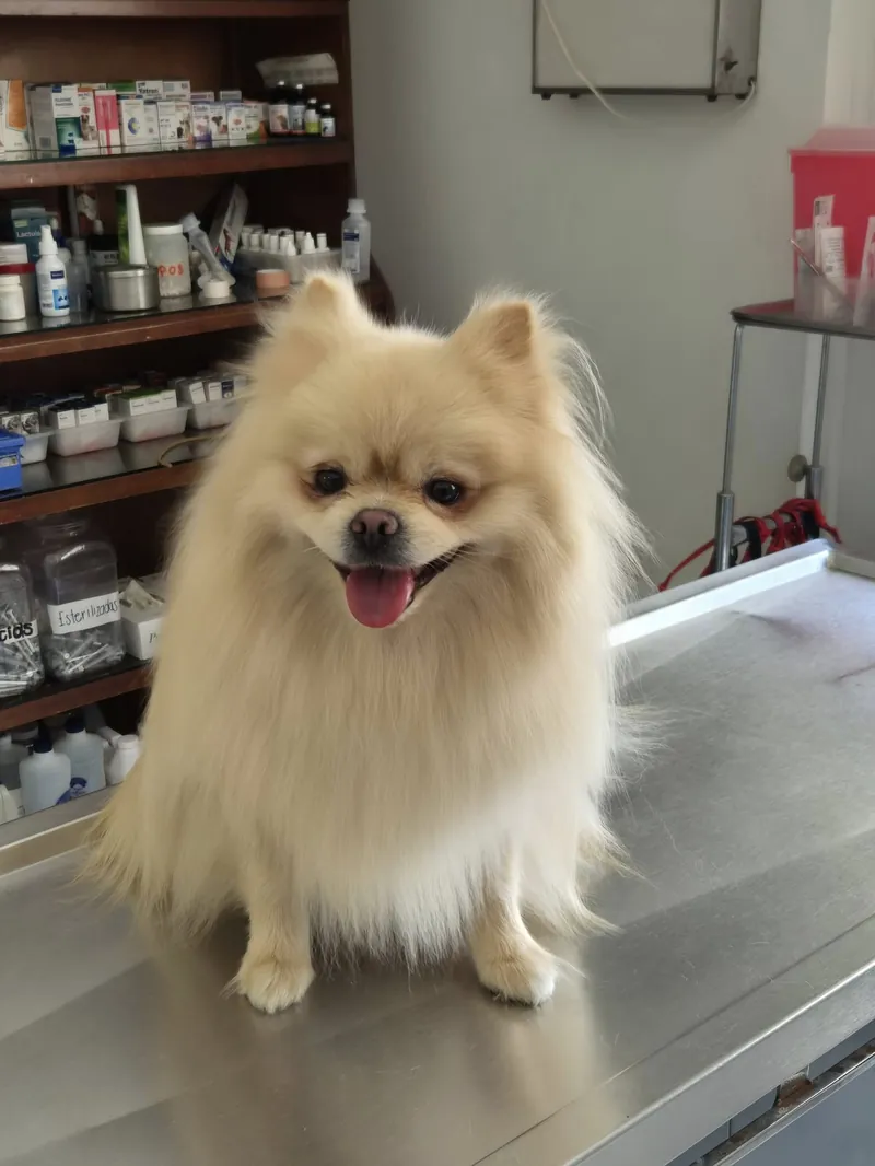 Pomerania sonriendo en la clínica
