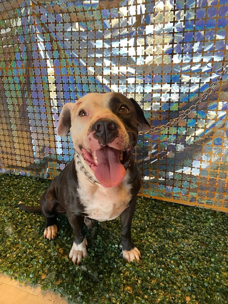 Perrito rescatado y recuperado