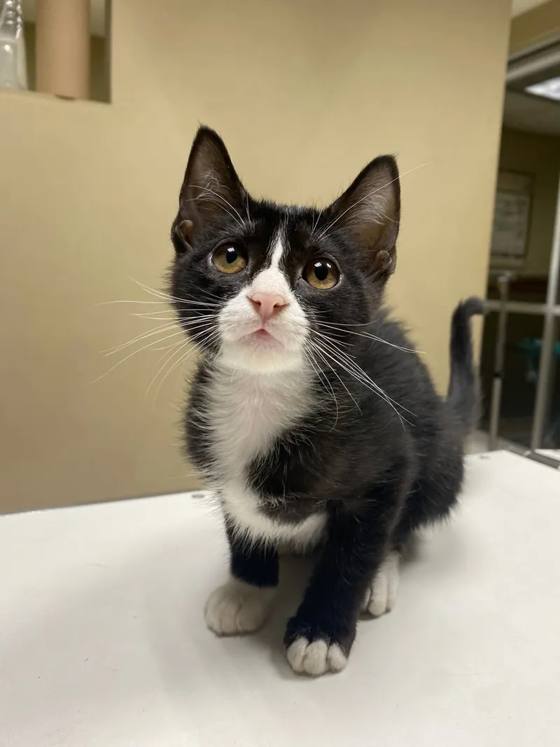 Gatito paciente feliz en la clínica