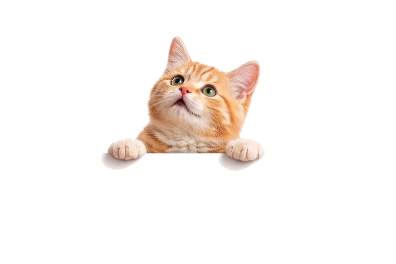 Gatito mirando los servicios