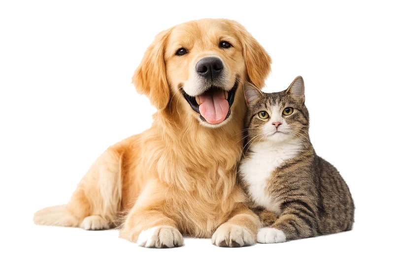 Perro y gato felices